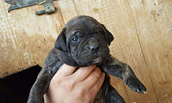 cuccioli cane corso nero
